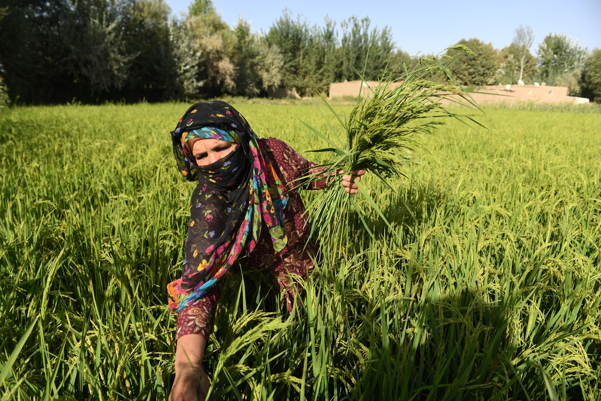 agriculture jobs in afghanistan