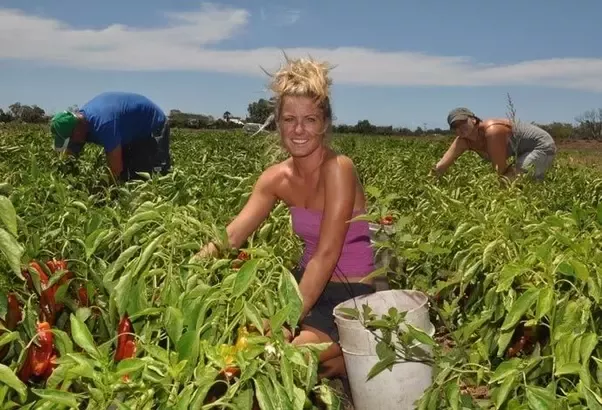 farm work in australia