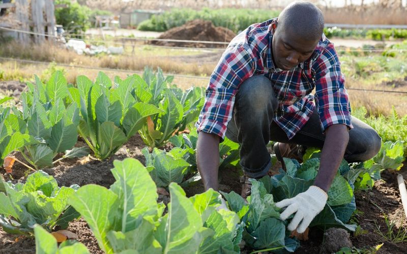 agricultural jobs in nigeria 