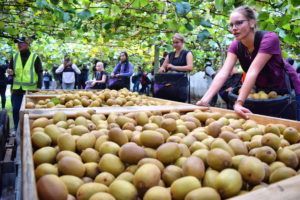 kiwi fruit picking season